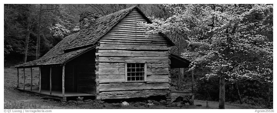 Wooden Appalachian mountain cabin and dogwood tree in bloom. Great Smoky Mountains National Park (black and white)