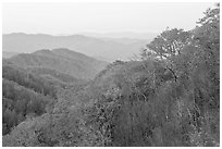 Ridge and mountains covered with trees in autuman foliage, dawn, North Carolina. Great Smoky Mountains National Park ( black and white)