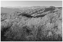 Mountains in autumn foliage, early morning, North Carolina. Great Smoky Mountains National Park ( black and white)
