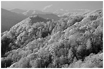 Hills covered with trees in autumn foliage, early morning, North Carolina. Great Smoky Mountains National Park ( black and white)