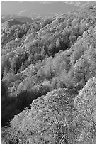 Slopes with forest in fall foliage, North Carolina. Great Smoky Mountains National Park ( black and white)