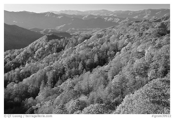 Ridges with trees in autumn foliage, North Carolina. Great Smoky Mountains National Park, USA.