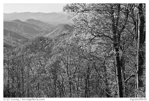 Trees in fall foliage and distant ridges from Newfound Gap road, North Carolina. Great Smoky Mountains National Park, USA.