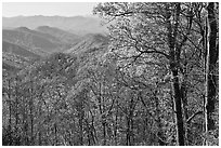 Trees in fall foliage and distant ridges from Newfound Gap road, North Carolina. Great Smoky Mountains National Park ( black and white)