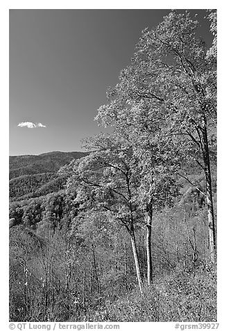 Trees in autumn colors and mountain vista, North Carolina. Great Smoky Mountains National Park (black and white)
