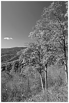 Trees in autumn colors and mountain vista, North Carolina. Great Smoky Mountains National Park ( black and white)