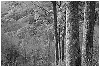Tree trunks, distant valley, and fall colors, North Carolina. Great Smoky Mountains National Park ( black and white)
