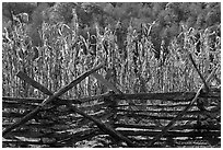 Fence and corn, Oconaluftee Mountain Farm, North Carolina. Great Smoky Mountains National Park, USA. (black and white)