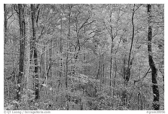 Trees in autumn colors in muted light, Balsam Mountain, North Carolina. Great Smoky Mountains National Park (black and white)
