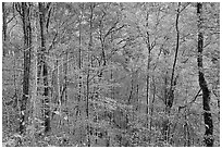 Trees in autumn colors in muted light, Balsam Mountain, North Carolina. Great Smoky Mountains National Park ( black and white)