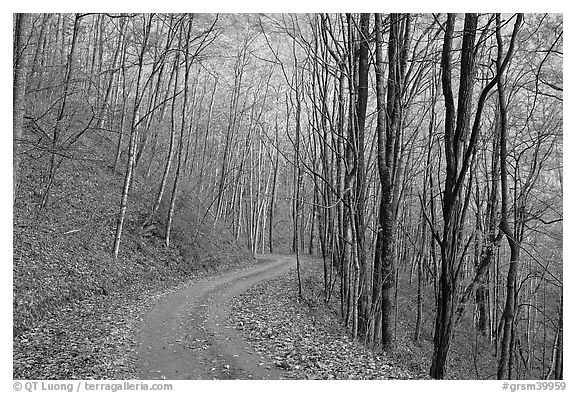 Unpaved road in fall forest, Balsam Mountain, North Carolina. Great Smoky Mountains National Park (black and white)