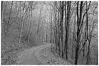 Unpaved road in fall forest, Balsam Mountain, North Carolina. Great Smoky Mountains National Park ( black and white)