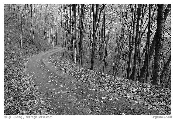 Balsam Mountain Road in autumn forest, North Carolina. Great Smoky Mountains National Park (black and white)