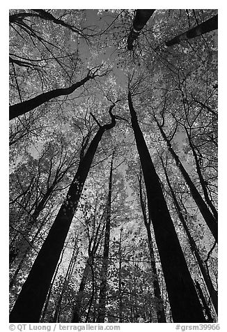 Looking up forest in fall foliage, Tennessee. Great Smoky Mountains National Park (black and white)