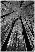 Looking up forest in fall foliage, Tennessee. Great Smoky Mountains National Park ( black and white)