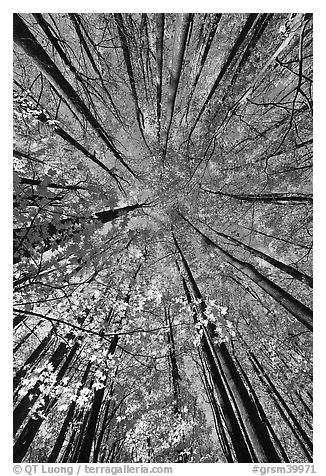 Looking up yellow leaves and forest in autumn color, Tennessee. Great Smoky Mountains National Park (black and white)