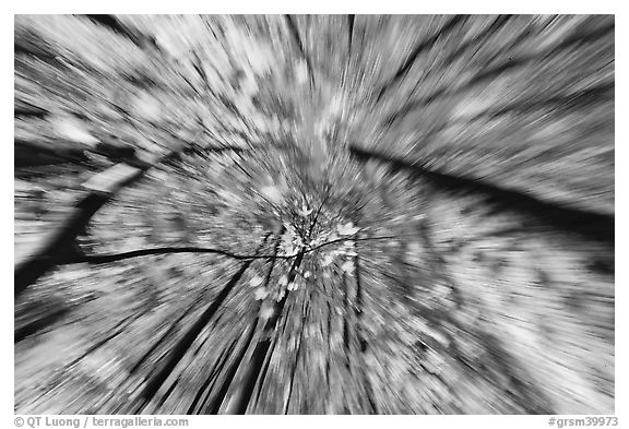Motion zoom effect, forest in fall foliage, Tennessee. Great Smoky Mountains National Park (black and white)