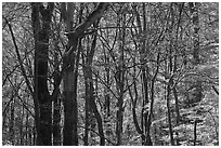 Twisted dark trees and sunny forest in fall, Tennessee. Great Smoky Mountains National Park ( black and white)