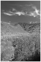 Mount Le Conte and slopes in autumn colors, Tennessee. Great Smoky Mountains National Park ( black and white)
