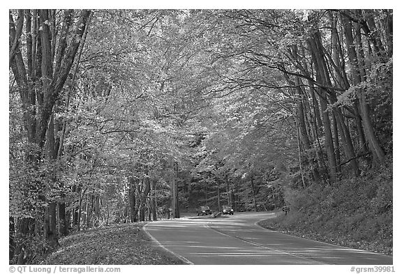 Newfoundland Gap road during the fall, Tennessee. Great Smoky Mountains National Park (black and white)