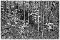 Trees with bright leaves in hillside forest, Tennessee. Great Smoky Mountains National Park ( black and white)