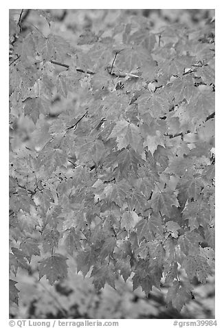 Close-up of tree leaves with autumn color, Tennessee. Great Smoky Mountains National Park (black and white)