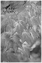 Close-up of leaves in fall color, Tennessee. Great Smoky Mountains National Park ( black and white)