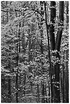 Deciduous forest in autumn, Tennessee. Great Smoky Mountains National Park ( black and white)
