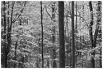 Forest scene in autumn, Tennessee. Great Smoky Mountains National Park ( black and white)