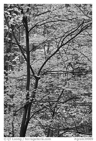 Trees with bright orange leaves, Tennessee. Great Smoky Mountains National Park (black and white)