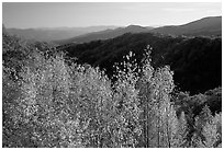 Trees in fall colors and backlit hillside near Newfound Gap, Tennessee. Great Smoky Mountains National Park ( black and white)