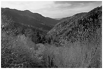 Valley covered with trees in late autumn, Morton overlook, Tennessee. Great Smoky Mountains National Park, USA. (black and white)