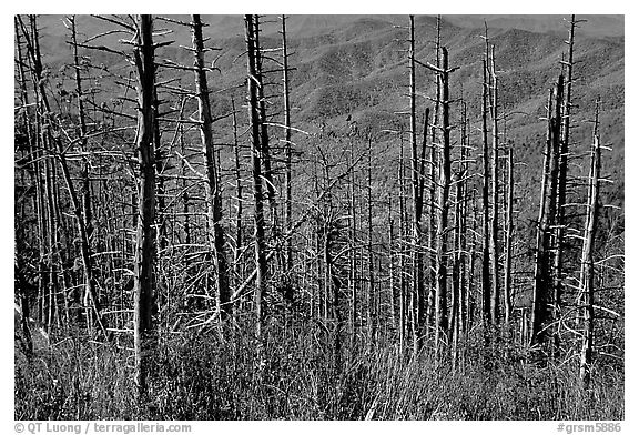Hillsides in fall color seen through trees with berries, Clingmans Dome, North Carolina. Great Smoky Mountains National Park (black and white)