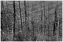 Hillsides in fall color seen through trees with berries, Clingmans Dome, North Carolina. Great Smoky Mountains National Park ( black and white)