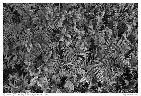 Close-up of ferns and leaves, Cataloochee, North Carolina. Great Smoky Mountains National Park (black and white)