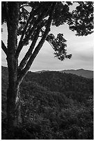 View from Cataloochee Overlook, North Carolina. Great Smoky Mountains National Park ( black and white)