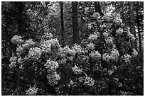 Mountain Laurel in bloom, Cataloochee, North Carolina. Great Smoky Mountains National Park ( black and white)