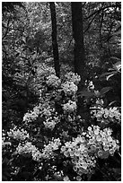 Mountain Laurel blooming in forest, Cataloochee, North Carolina. Great Smoky Mountains National Park ( black and white)