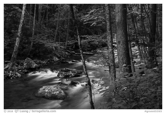 Little River, Elkmont, Tennessee. Great Smoky Mountains National Park (black and white)