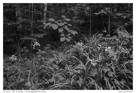 Ditch Lilies ((hemerocallis fulv) in lush forest, Elkmont, Tennessee. Great Smoky Mountains National Park (black and white)