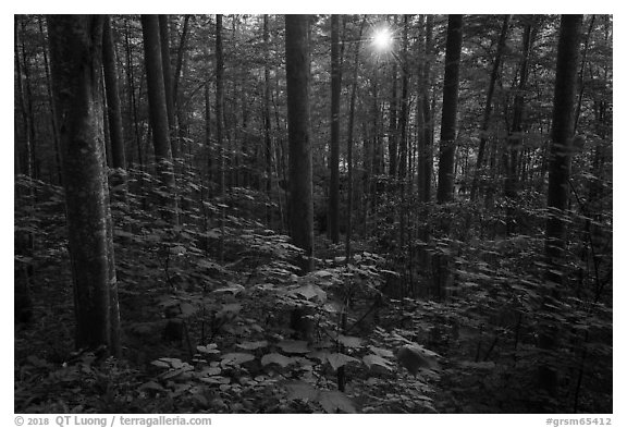 Forest with sunstar, Elkmont, Tennessee. Great Smoky Mountains National Park (black and white)