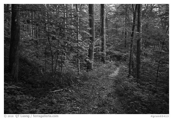 Jakes Creek Trail, Tennessee. Great Smoky Mountains National Park (black and white)