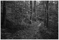 Jakes Creek Trail, Tennessee. Great Smoky Mountains National Park ( black and white)