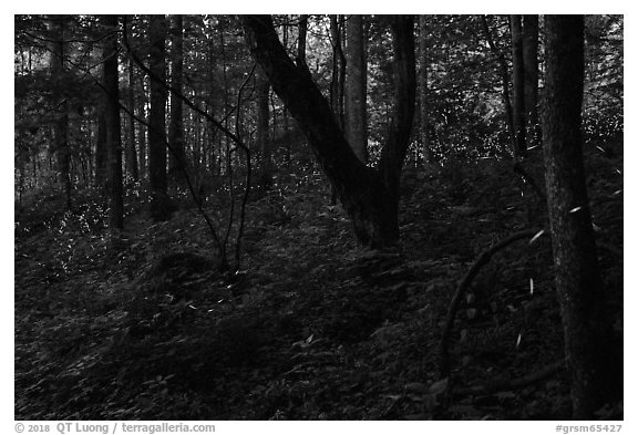 Synchronous fireflies (Photinus carolinus), early evening, Elkmont, Tennessee. Great Smoky Mountains National Park (black and white)