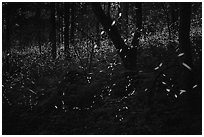 Synchronous lightning bugs (Photinus carolinus), late evening, Elkmont, Tennessee. Great Smoky Mountains National Park ( black and white)