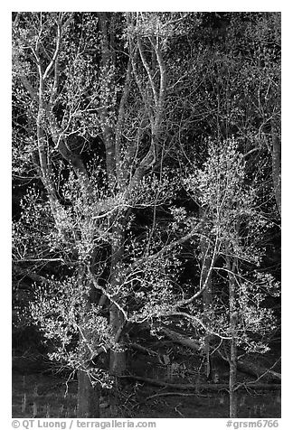 Tree in early spring foliage, Cades Cove, Tennessee. Great Smoky Mountains National Park (black and white)