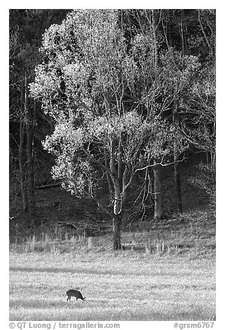 Deer in meadow and forest, Cades Cove, Tennessee. Great Smoky Mountains National Park (black and white)