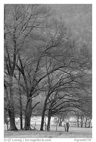 Meadow with trees in early spring, Cades Cove, Tennessee. Great Smoky Mountains National Park (black and white)
