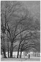 Meadow with trees in early spring, Cades Cove, Tennessee. Great Smoky Mountains National Park ( black and white)