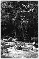 Sunlit Little River and dogwood tree in bloom, early morning, Tennessee. Great Smoky Mountains National Park ( black and white)